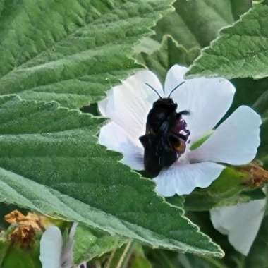 Althaea officinalis 'Romney Marsh'