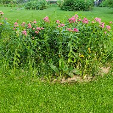 Asclepias incarnata 'Cinderella'