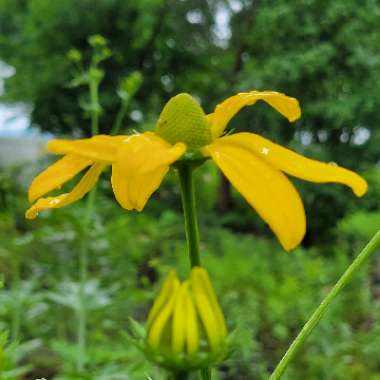 Rudbeckia