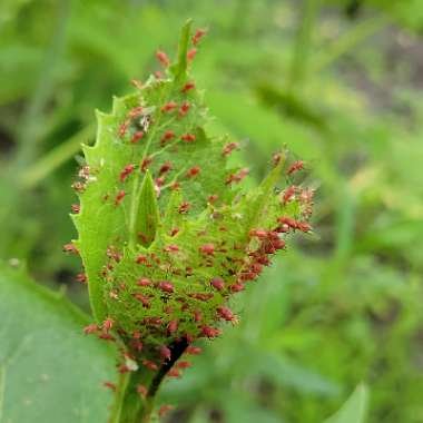 Silphium Perfoliatum