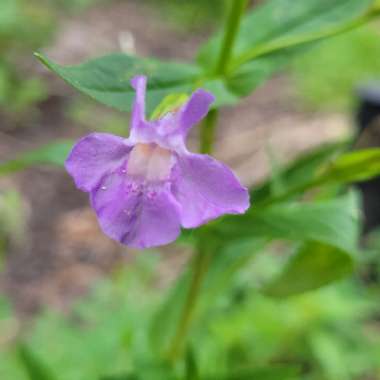 Mimulus