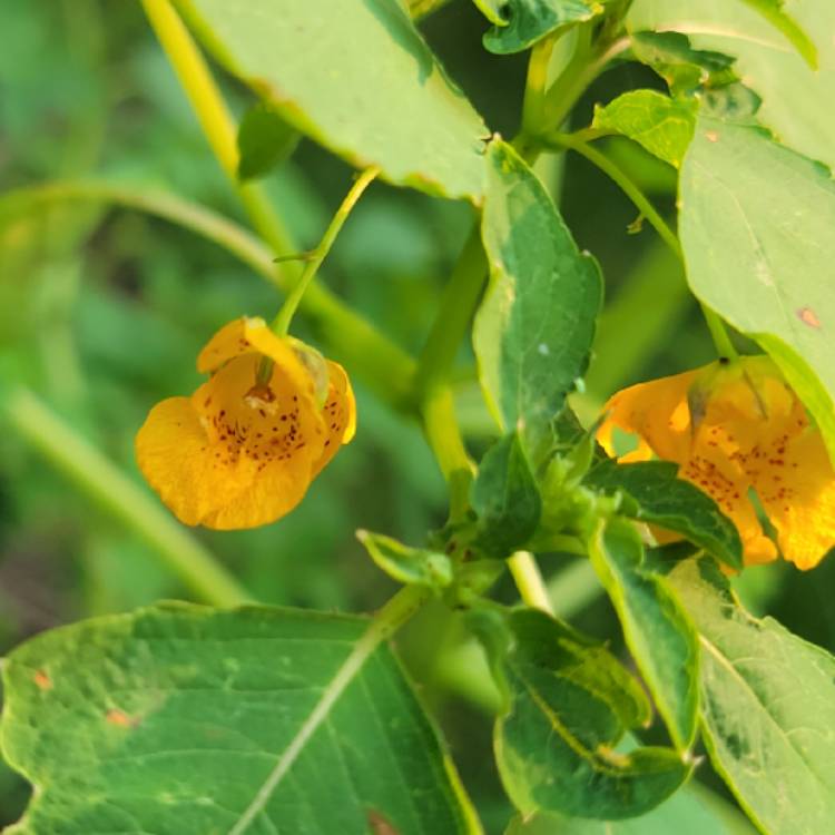 Plant image Impatiens capensis