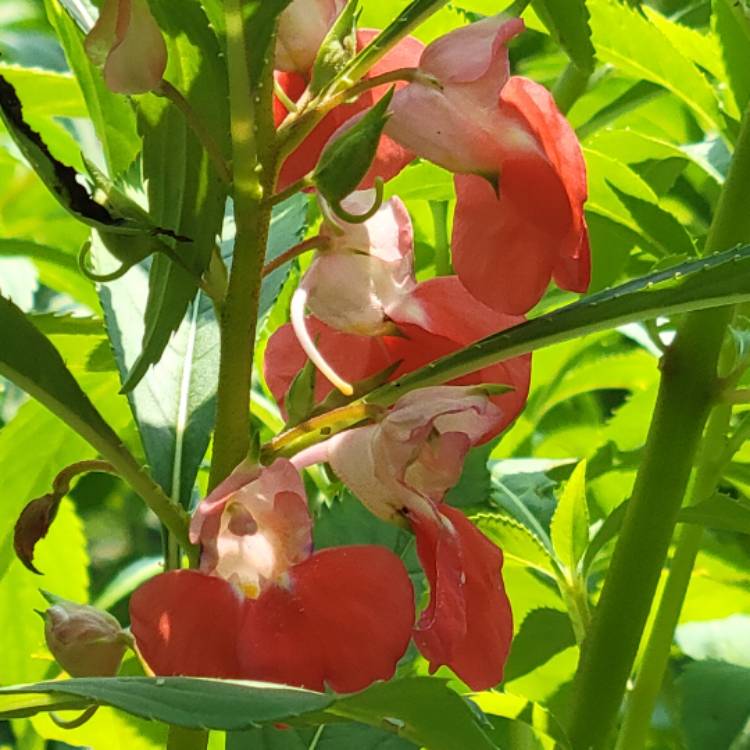 Plant image Impatiens balfourii