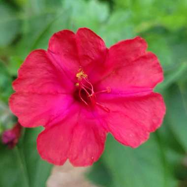 Mirabilis jalapa