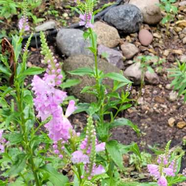 Physostegia virginiana 'Summer Snow'