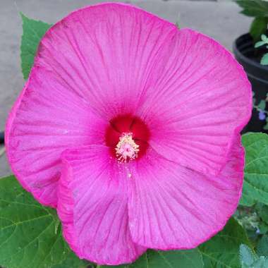 Hibiscus moscheutos 'Luna Rose'