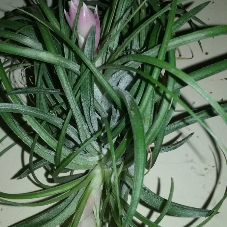 Plant image Tillandsia stricta