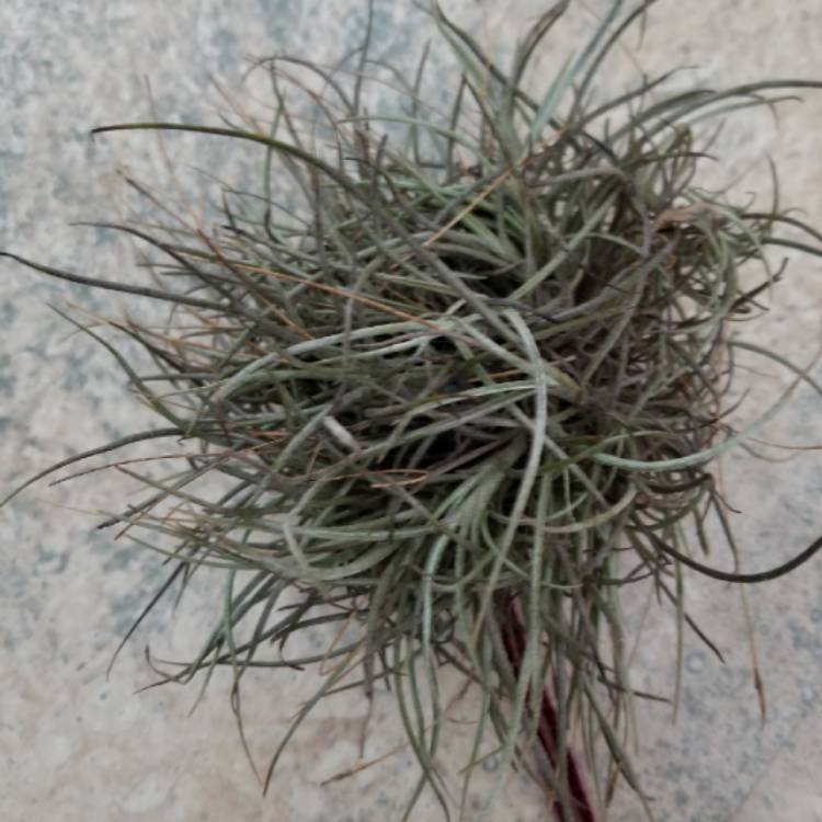 Plant image Tillandsia recurvata