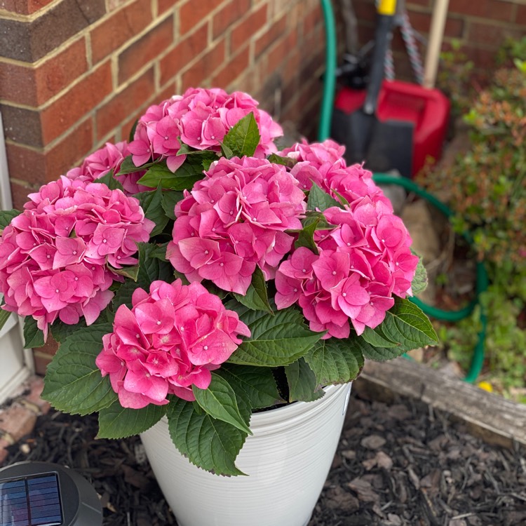 Plant image Hydrangea macrophylla 'Cocktail' (Rendez-vous Series)