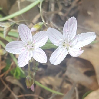 Plant image Claytonia virginica