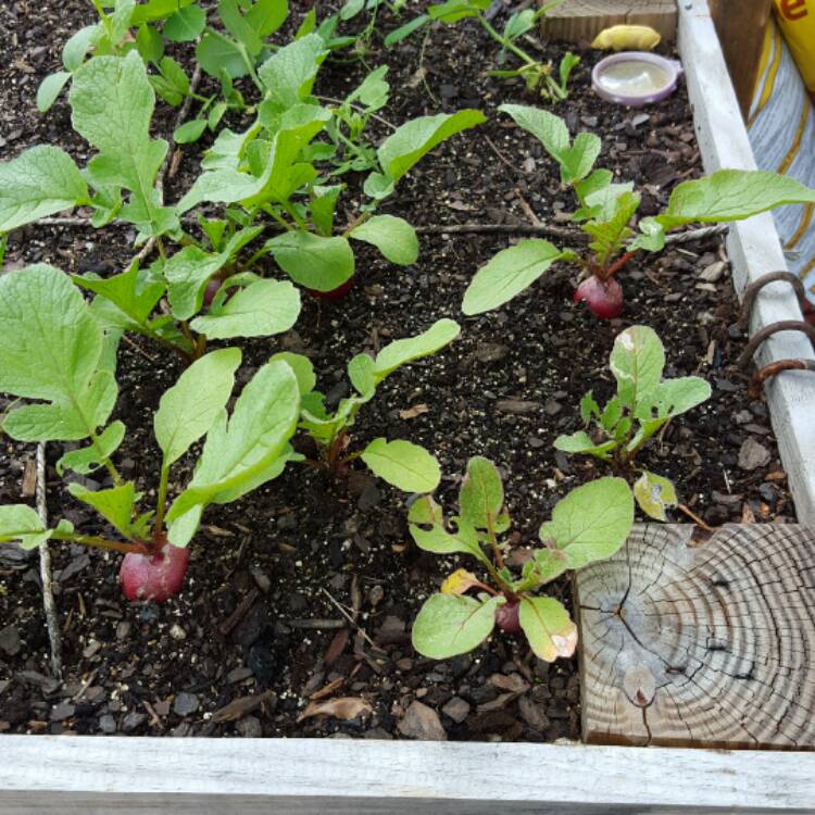 Plant image Raphanus sativus 'Cherry Belle'