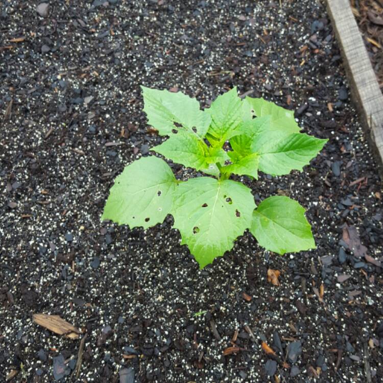 Plant image Physalis philadelphica 'Verde'