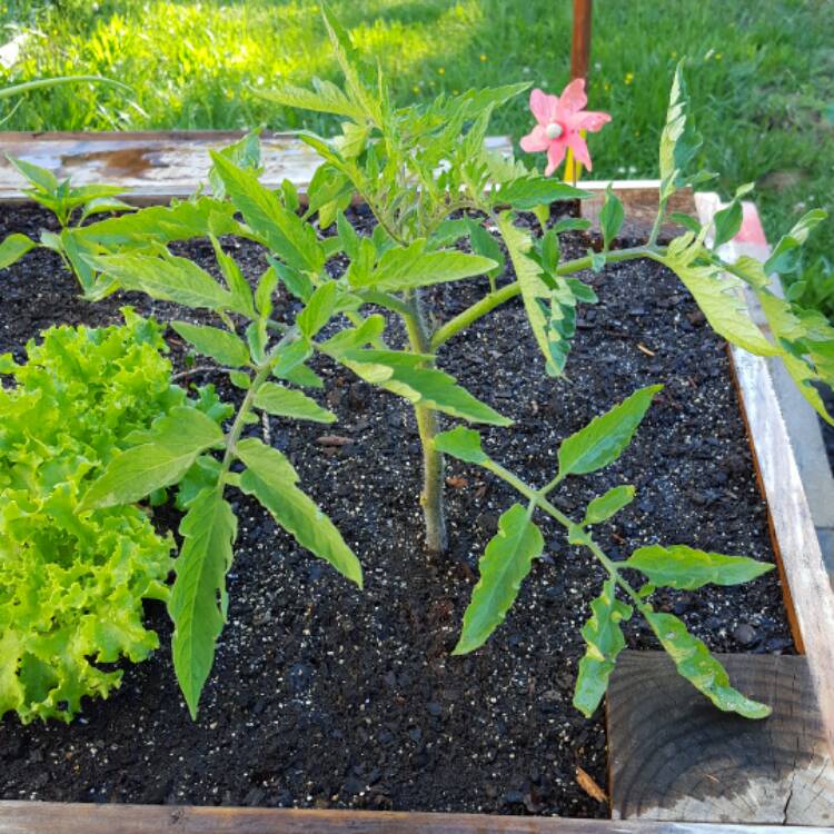 Plant image Solanum Lycopersicum 'Early Girl'