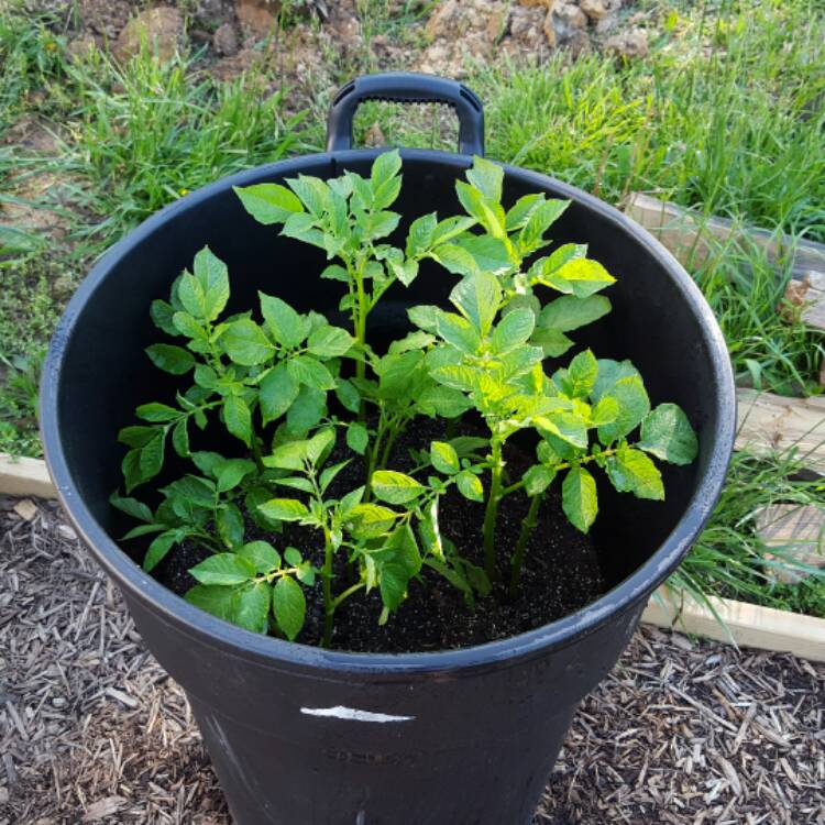 Plant image Solanum tuberosum 'Russet Burbank'