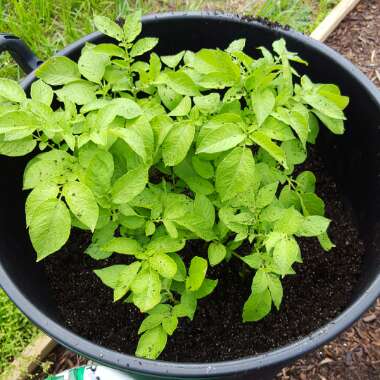 Solanum tuberosum 'Russet Burbank'