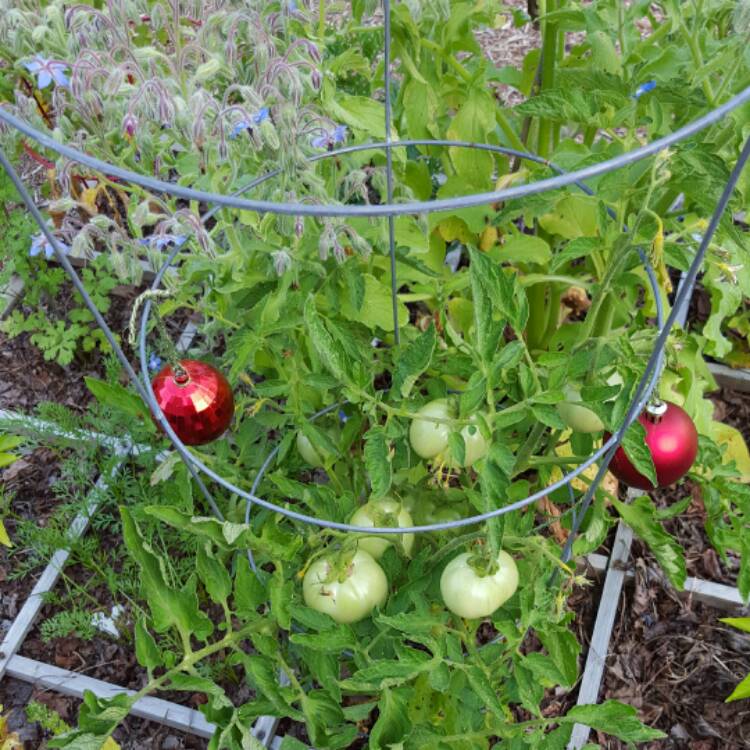 Plant image Solanum lycopersicum 'Red Beefsteak'