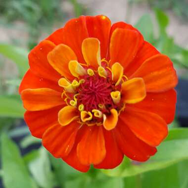 Zinnia elegans