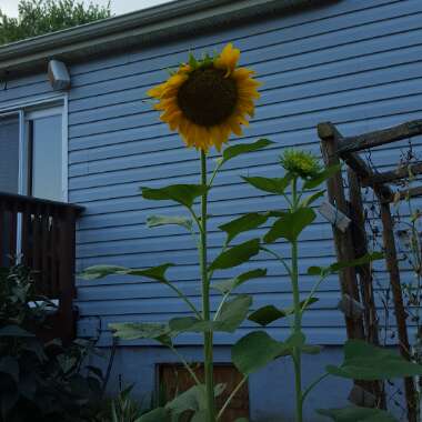 Helianthus annuus 'Russian Giant'