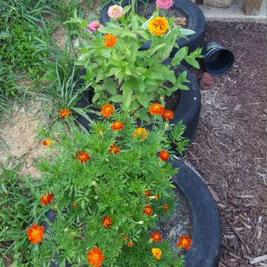 Zinnia elegans