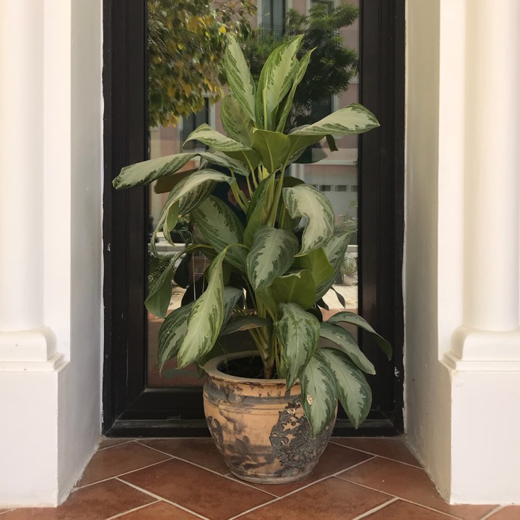 Plant image Dieffenbachia 'Camille'