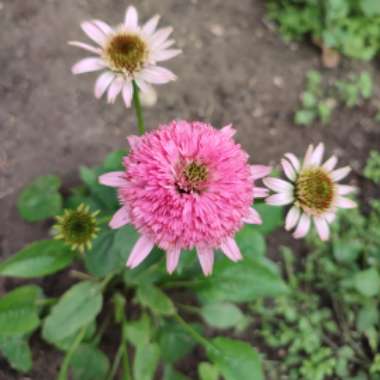 Echinacea 'Butterfly Kisses'