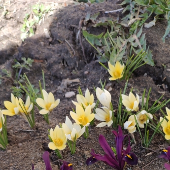 Crocus chrysanthus 'Cream Beauty'