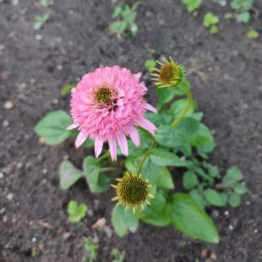 Echinacea 'Butterfly Kisses'