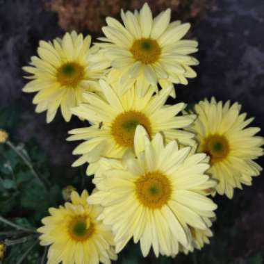 Chrysanthemum 'Yellow Enbee Wedding'