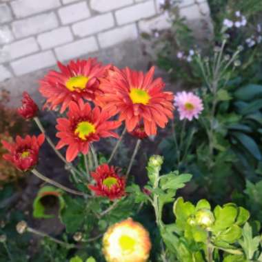 Chrysanthemum 'Red Enbee Wedding'