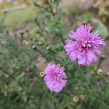 Michaelmas Daisy ‘Marie Ballard'