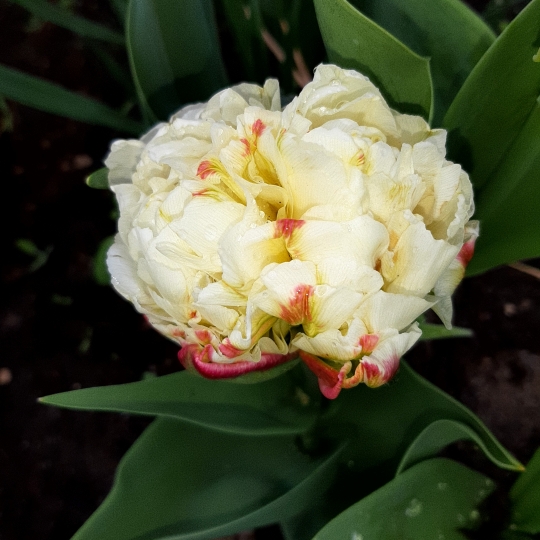 Plant image Tulipa 'Ice Cream'