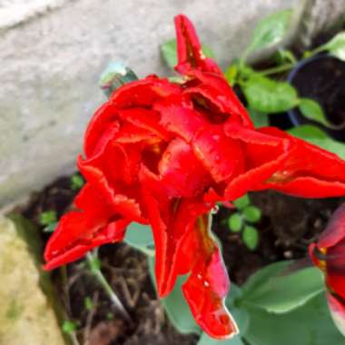 Tulipa 'Rococo Double'