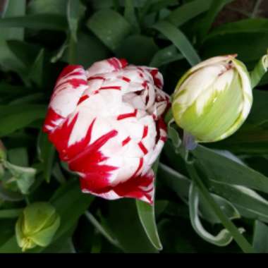 Tulipa 'Carnaval de Nice'