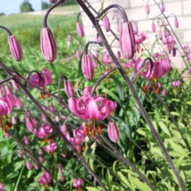 Lilium martagon