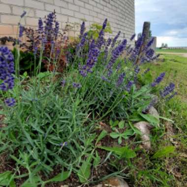 Lavandula