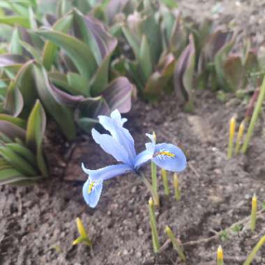 Reticulate Iris 'Alida'