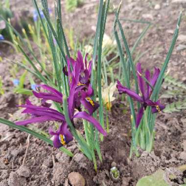 Reticulate Iris 'J.S. Dijt'