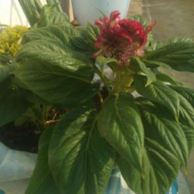 Celosia caracus