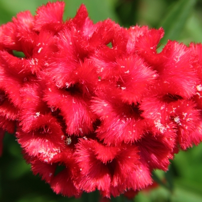 Plant image Celosia caracus