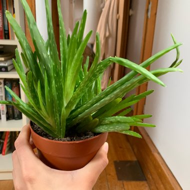 Aloe Vera