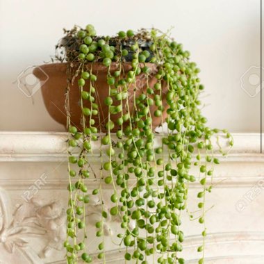 String of Pearls