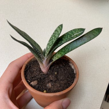 Climbing Aloe