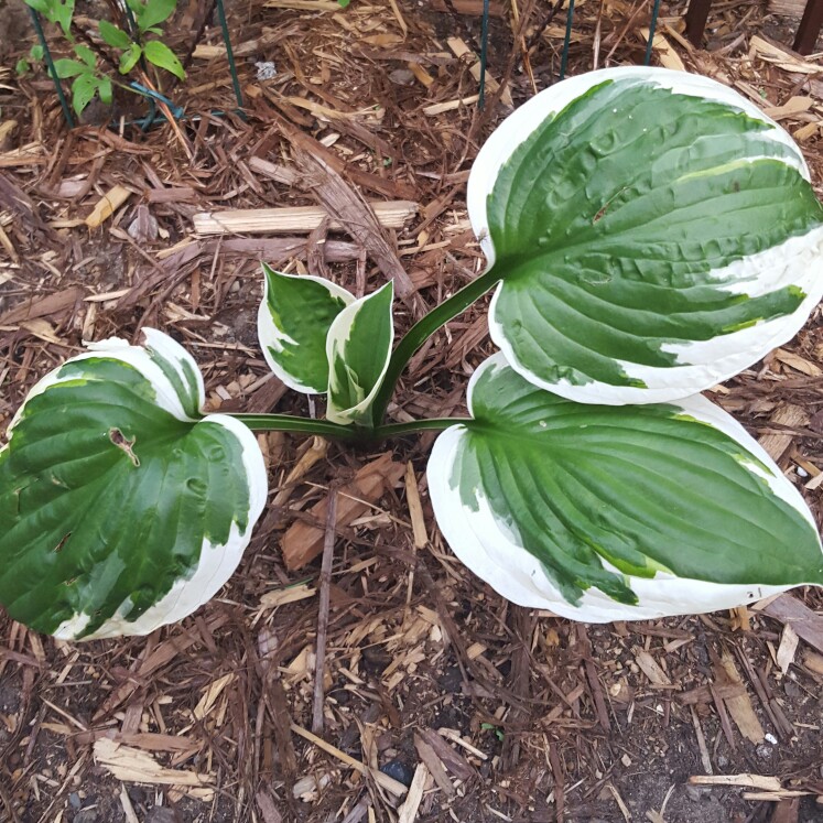 Plant image Hosta 'Brim Cup'