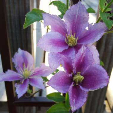 Clematis 'Candy Stripe'