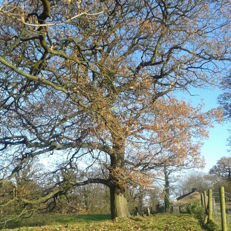 Plant image Quercus robur syn. Quercus pedunculata