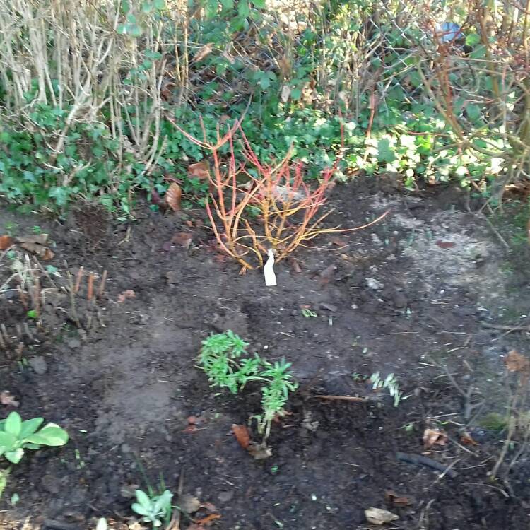 Plant image Cornus sanguinea 'Midwinter Fire'