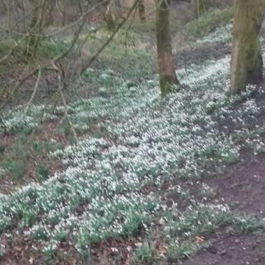 Snowdrop (Species) Common Snowdrop