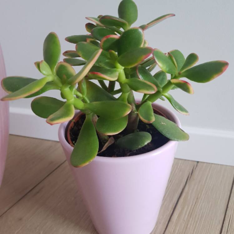 Plant image Crassula Swaziensis