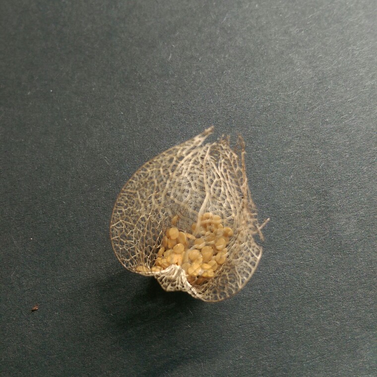 Plant image Physalis peruviana