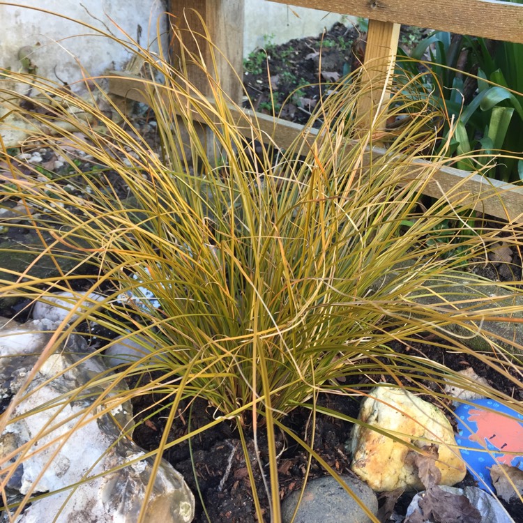 Plant image Carex brunnea